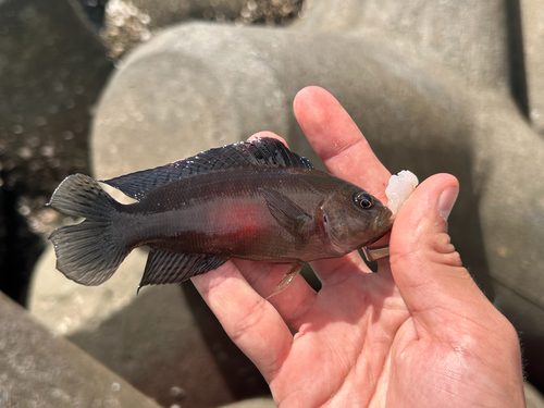 Labracinus cyclophthalmus observed 2026-10-21