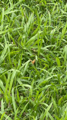 Junonia almana