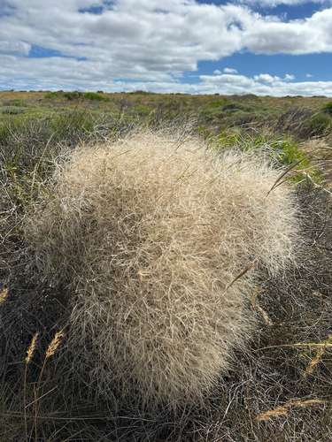 Austrostipa elegantissima observed 2026-10-21