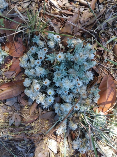 Helichrysum cerastioides, 2026-10-21