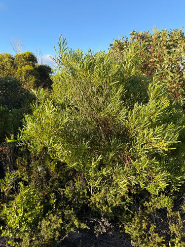 Acacia retinodes observed 2026-10-21