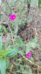 Cistus crispus