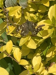 Pararge aegeria
