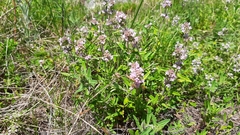 Thymus pannonicus