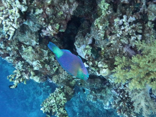 Chlorurus sordidus observed 2026-10-18