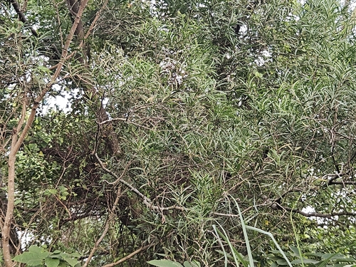 Acacia confusa observed 2026-10-21