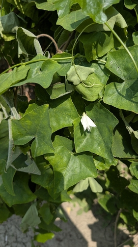 Coccinia grandis observed 2026-10-21