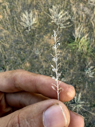 Alyssum turkestanicum observed 2026-10-17