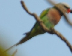 Psittacula alexandri fasciata