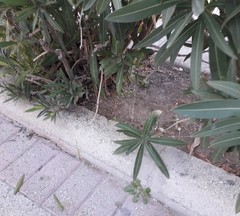 Podarcis filfolensis maltensis