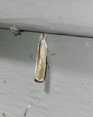 Parapediasia decorellus