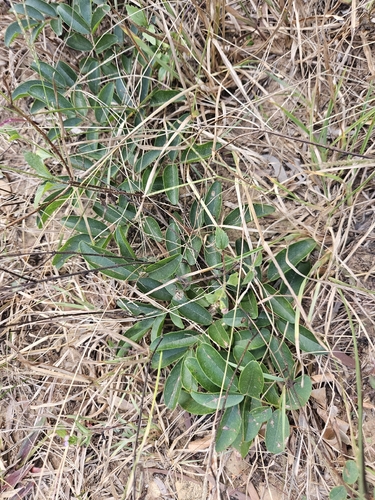Wisteriopsis reticulata observed 2026-10-21