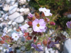 Chamaerhodos grandiflora