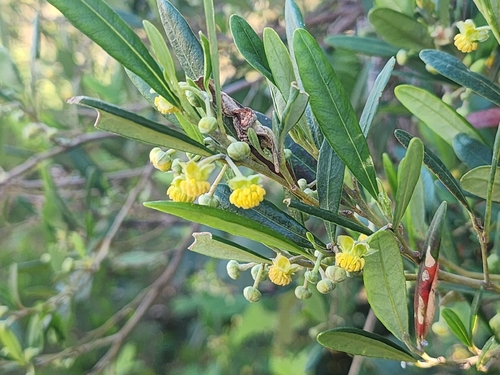 Beyeria viscosa observed 2026-10-21