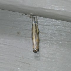 Parapediasia decorellus