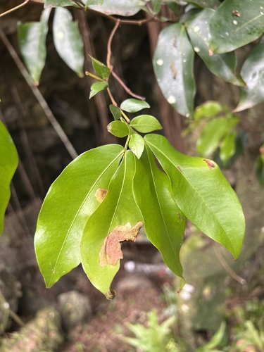 Cynometra ramiflora observed 2026-10-21