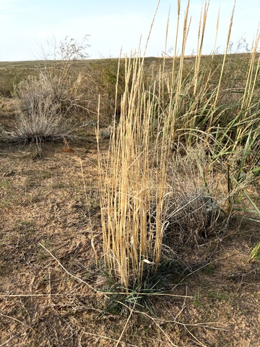 Koeleria glauca observed 2026-10-17
