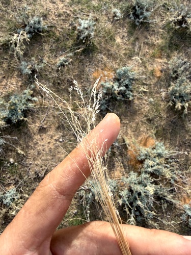 Poa bulbosa observed 2026-10-17