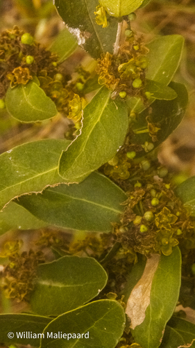 Salacia observed 2026-10-19