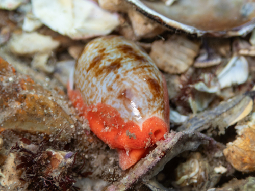 Cypraea teres observed 2026-10-21