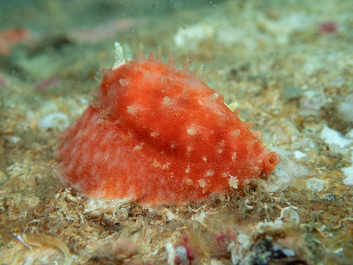Cypraea chinensis observed 2026-10-21
