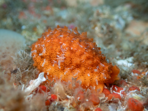 Cypraea cribraria observed 2026-10-21