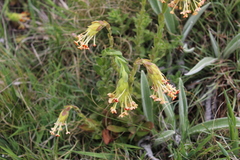 Glumicalyx goseloides