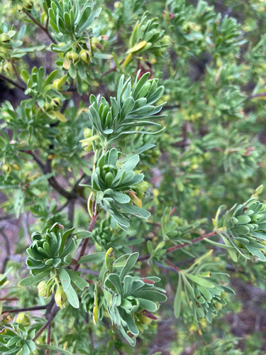 Suriana maritima observed 2026-10-21