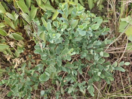 Wikstroemia indica observed 2026-10-21