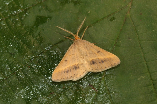Isturgia arenacearia