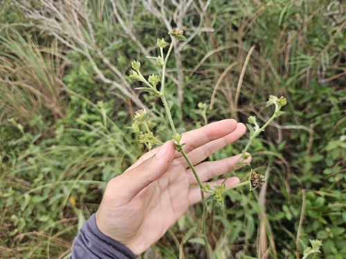 Elephantopus mollis observed 2026-10-21