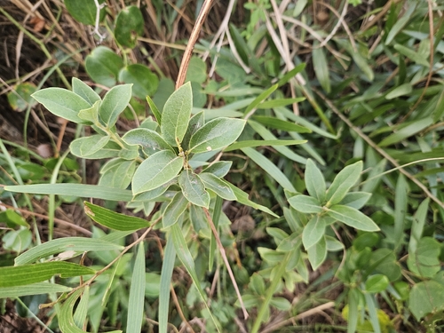 Lindera glauca, 2026-10-21