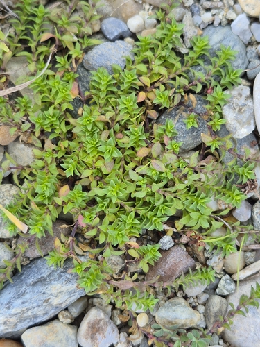 Arenaria serpyllifolia observed 2026-10-20