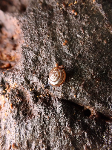 Zonitoides arboreus observed 2026-10-21