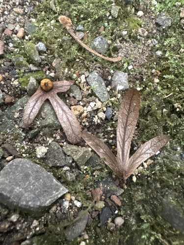 Engelhardia roxburghiana observed 2026-10-21