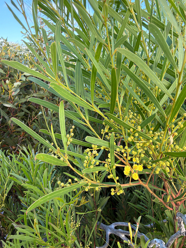 Acacia retinodes observed 2026-10-21