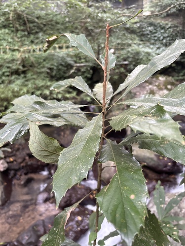 Meliosma observed 2026-10-21