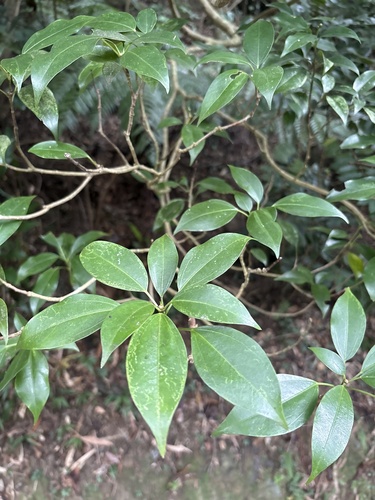 Dendropanax observed 2026-10-21