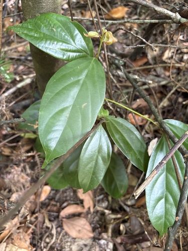 Cryptocarya chinensis observed 2026-10-21