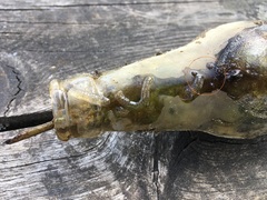 Erpobdella octoculata