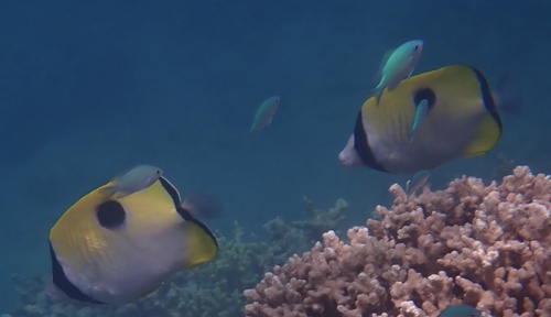 Chaetodon unimaculatus observed 2026-10-21