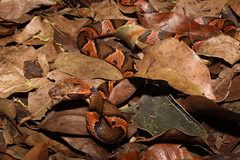 Leptodeira frenata