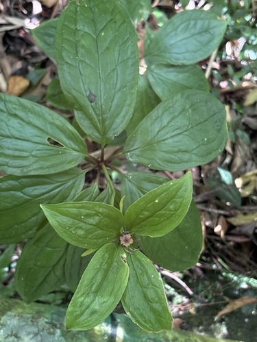 Paris polyphylla observed 2026-10-21