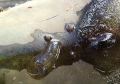 Erpobdella octoculata