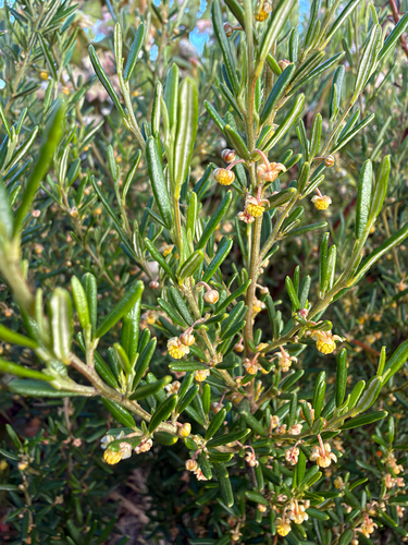 Beyeria leschenaultii observed 2026-10-21