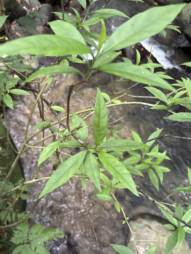 Hydrangea chinensis observed 2026-10-21