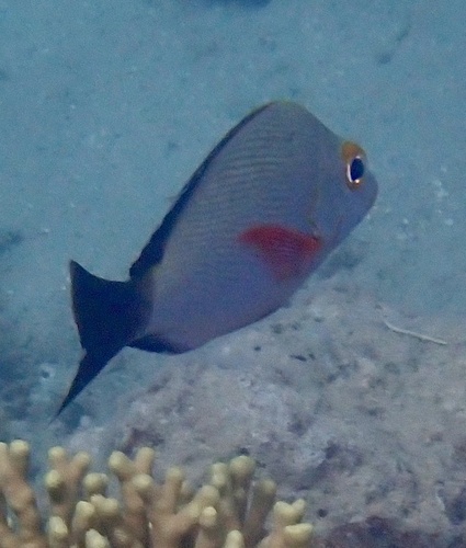 Lutjanus gibbus observed 2026-10-21