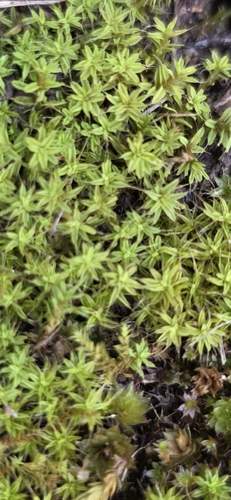Bearded Screwmoss
