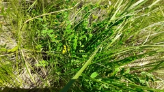 Astragalus buchtormensis