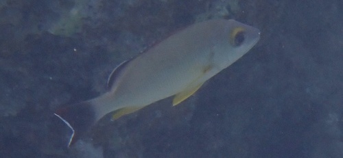 Lutjanus fulvus observed 2026-10-21